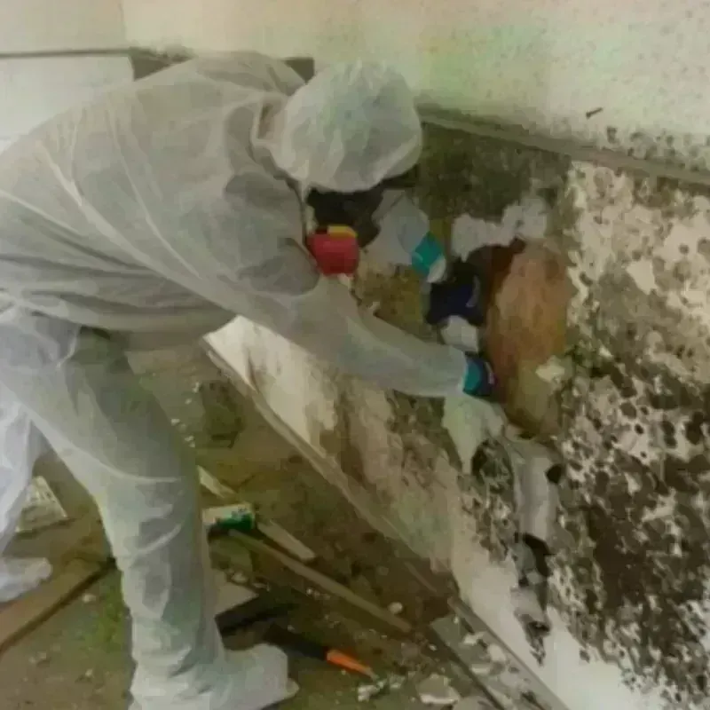 Mold Remediation and Removal in Boaz, WV